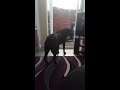 rottweiler howling at siren