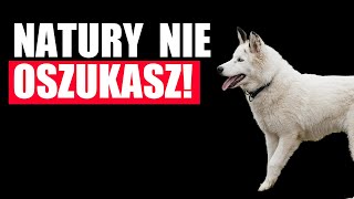 Natury nie oszukasz! - zdolny szpic, ale do wyżła mu brakuje!