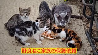 【超危険な場所】野良ねこ家族を救出せよ