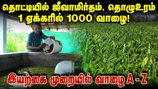 1 ஏக்கரில் 1000 வாழை! ஜீவாமிர்தம் தொட்டி, தொழுஉரம் போதும்! #bananafarming