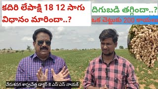 కదిరి లేపాక్షి 1812 వేరుశనగ దిగుబడి తగ్గిందా..? సాగు విధానం మారిందా..?శాస్త్రవేత్త K. S. S.నాయక్