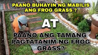 Frog Grass : Tamang paraan ng pagtatanim ng Frog Grass