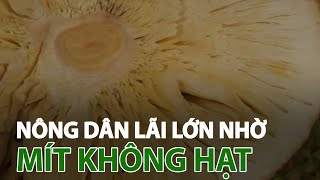 Nông dân lãi cả tỉ đồng nhờ trồng mít không hạt | VTC14