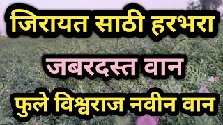 हरभरा फुले विश्वराज जिरायत लागवडीसाठी जबरदस्त वान l फुले विश्वराज हरभरा l harbhara lagwad