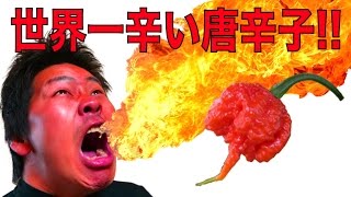 世界一辛い唐辛子！キャロライナ・リーパーを食べたみた