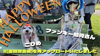 【DOG PARTY】ハロウィン気分で休日を楽しむミニシュナ🍁（画質改善版）