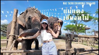 เที่ยวแม่แตง เชียงใหม่ คาเฟ่ ชมช้าง สวนส้ม ที่พักวิวดอย mae taeng chiagmai thailand