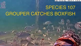 Species 107! COWFISH or BOXFISH caught by GROUPER on #vivathekeys #underwater #livestream