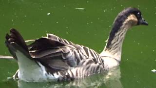 九龍公園 打雀 20180302