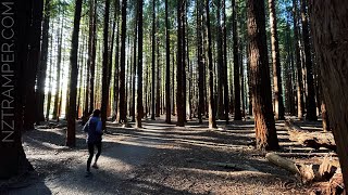 Trail running- Pohaturoa Track and Waitawa Walk in The Redwoods Whakarewarewa Forest, 红树林 Rotorua