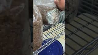 Don't Do This When Growing Mushrooms!!!