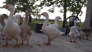 26.05.2018.Kholmogory geese babies at 67 dais. OLYMPUS farm.