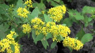 ポール・スミザー　Solidago virga-aurea ssp. asiatica　アキノキリンソウ