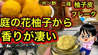 保存版‼ゆず保存調味料.ポン酢.二味.柚子皮フレーク.コンポスト家庭菜園も無駄なく調理して保存しよう#料理 #コンポスト #家庭菜園 #compost #柚子 #庭木