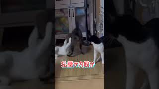 【柔道猫】柔道の投げ技を掛けてお見事一本#shorts #保護猫 #面白動画