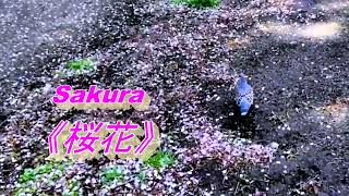 Sakura 桜《樱花》，日本文化的代表曲之一，在世界廣為人知。也是日本國際廣播電台各語言廣播節目的開場曲。