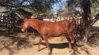 RANCHOLAROSA. POTRILLOS 2016, 2017 Y 2018 ENTRANDO AL CORRAL#CUARTOSDEMILLA