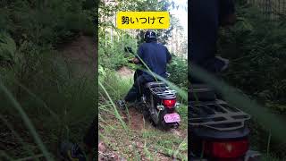 スーパーカブの優秀な遠心クラッチ#スーパーカブ#林道#ハンターカブ