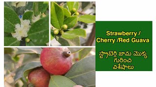 Strawberry Guava/Cherry Guava/Red Guava/How to grow Strawberry Guava in a pot/స్ట్రాబెర్రి జామ