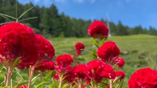 2023/08/17　とても癒される泉谷棚田の夏風景　〜愛媛県内子町〜