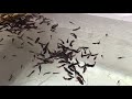 betta fish breeding zero to 8 weeks old 鬥魚