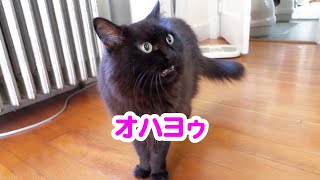 【しゃべる猫】猫が日本語でハキハキと挨拶する様子【しおちゃん】