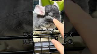 砂浴び後の目砂を目を瞑って取らせてくれるチンチラが可愛い＃chinchilla＃チンチラ＃shorts