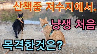 고양이와 새벽에 저수지 산책하다 생긴일? (feat.왜가리)/A walk with a cat in the early morning walk.