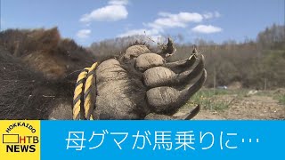 体長約１．８メートルの母グマが馬乗りに…ハンター重傷　子グマは２頭は逃走　富良野市