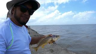 Basha after Basha#Fishing #kingston #Guyana