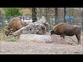 helsinki zoo korkeasaari hd video tour finland