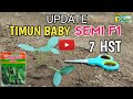 UPDATE TANAMAN TIMUN BABY SEMI F1 7 HST [ Sisakan 2 pokok batang per lubang tanam ]