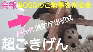 【彩浜🌈笑顔のBOSS😍完全復活か❣️消防庁にお鞍替え⁉️】アクロバティック/氷岩にペタン/BOSSのご無事を祈る会会報  #ぽめぱん #PandaChannelbypomeranianfilm