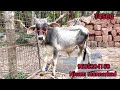 kangarage bull ആന പോലെ വലുതാകാം കാള കുട്ടിയെ