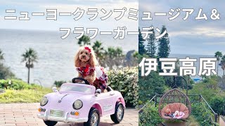 【犬連れ♡伊豆高原】ニューヨークランプミュージアム＆フラワーガーデン♡愛犬と一緒に絶景やお散歩を楽しんできました⸜(*˙꒳˙*)⸝