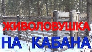 Живоловушка на кабана