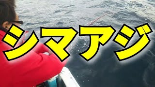 室戸沖 シマアジ