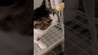 うちの猫が水飲むだけの動画🐱『水分補給はだいじ 』#コメント大歓迎 #猫動画 #猫のいる暮らし #猫の水飲み