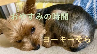 ヨーキーそら✳︎寝る時間#ヨークシャテリア #ヨーキー #小型犬 #犬 #癒し動画