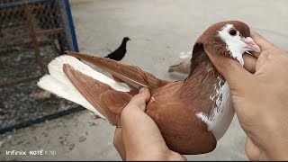 Kabootar utra chaht per - Lal Sherazi Gandedaar Pakra - Pigeons catching video - By Karachi Pigeons