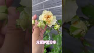 克露伊愛分享 玫瑰月季 一莖多花0511