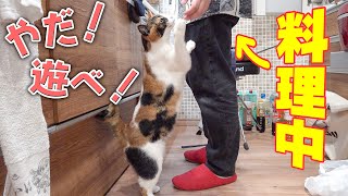 料理中の飼い主にどうしても自分の相手をしてほしい三毛猫