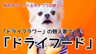 チワワの銀さん 中国語もたっしゃ おしゃべりペット