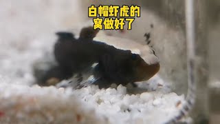 白帽虾虎的小窝做好了