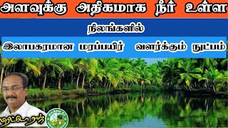 அதிக நீர் தேங்கும் நிலங்களில் இலாபகரமான மரப்பயிர்  வளர்க்க ஒரு தொழில் நுட்பம்.