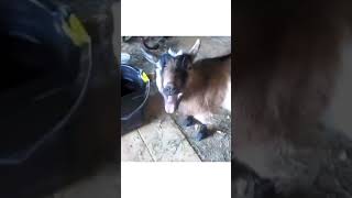 Funny Goat Sounds || #Shorts Video Goat Sounds.