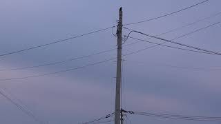 D0070　隣町の夕焼け小焼け（ハシボソガラス）Yuyake Koyake in the neighboring town (Wild Carrion Crow)