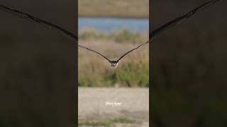 That split second when the Osprey flew  straight towards me was just awesome. #osprey #birdsofprey