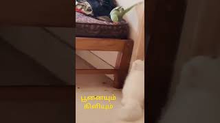 குரும்பு கார பூனை #short video