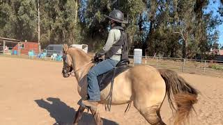 Gaited Horse Clinic Day 1-  Gaited Horse Training